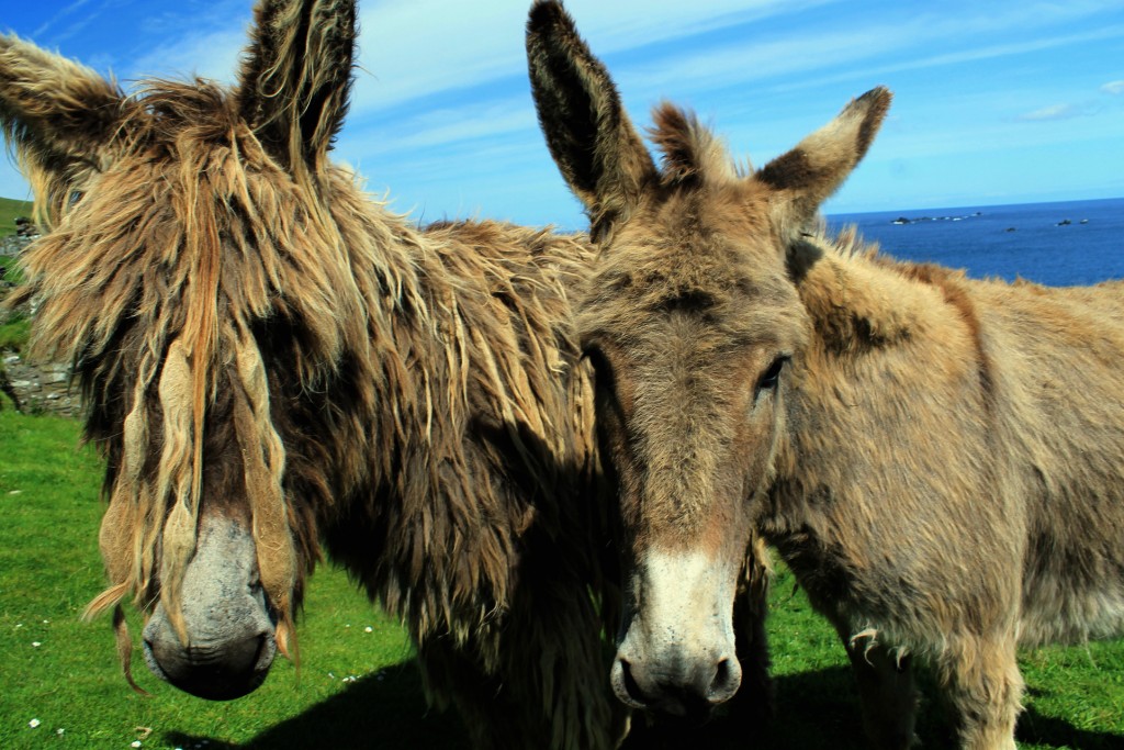 L’âne du Poitou, ou Baudet du Poitou, une race menacée