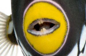 Le Baliste clown, Baliste léopard ou Balistoides conspicillum, un spectaculaire prédateur récifal