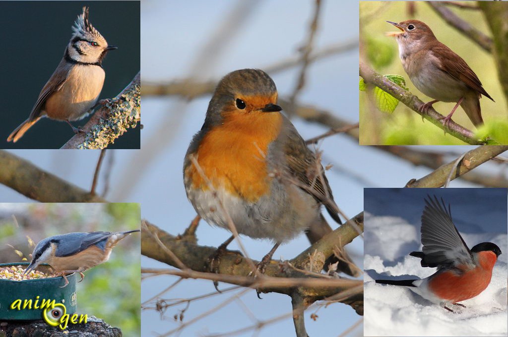 Quels sont les oiseaux de nos campagnes ?