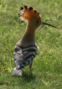 Accueillir les oiseaux dans nos jardins, un voyage intérieur