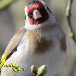 Accueillir les oiseaux dans nos jardins, un voyage intérieur