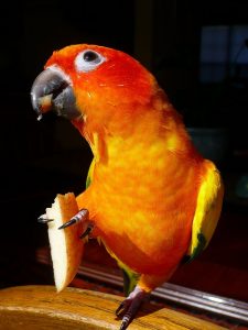 Alimentation : comment nourrir correctement une Conure soleil (Aratinga solstitialis) ?