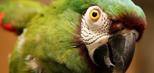 Perception et comportement : est-ce que votre perroquet vous déteste ?