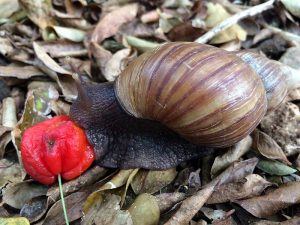 L’escargot géant africain, Achatine, ou Achatine foulque (Achatina fulica) : alimentation, reproduction, maintenance