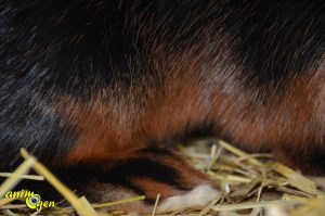 Le Feu Noir, un dynamique lapin nain anglais 