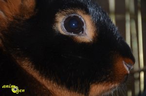 Le Feu Noir, un dynamique lapin nain anglais 