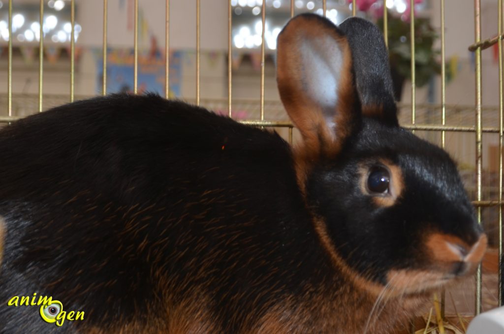 Le Feu Noir, un dynamique lapin nain anglais 