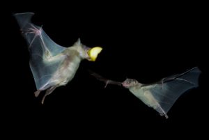 L'adaptation des sens chez les animaux nocturnes