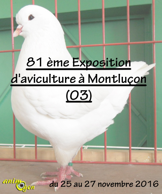 81 ème Exposition d'aviculture à Montluçon (03), du vendredi 25 au dimanche 27 novembre 2016