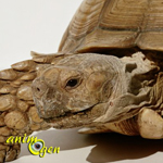 La tortue sillonnée, tortue des savanes ou tortue à éperons (Centrochelys sulcata)