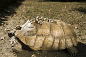 La tortue sillonnée, tortue des savanes ou tortue à éperons (Centrochelys sulcata)