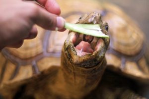 La tortue sillonnée, tortue des savanes ou tortue à éperons (Centrochelys sulcata)