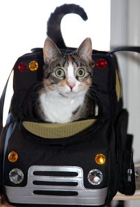 Sac ou caisse de transport pour chat, que choisir ?