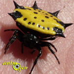 Gasteracantha cancriformis, une épineuse araignée musicienne
