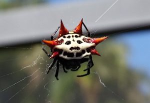 Gasteracantha cancriformis, une épineuse araignée musicienne