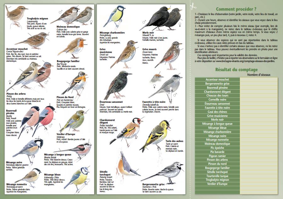 Comptage régional des oiseaux des jardins en Bretagne, du samedi 28 au dimanche 29 janvier 2017