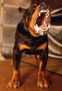 Chien d'alerte, de garde ou d’attaque, quelles sont les aptitudes et différences des races phare?