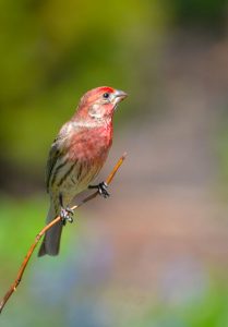 Le Roselin familier ou Roselin du Mexique, Bouvreuil du Mexique ou Capodarque (Haemorhous mexicanus)