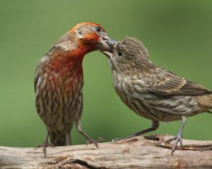 Le Roselin familier ou Roselin du Mexique, Bouvreuil du Mexique ou Capodarque (Haemorhous mexicanus)