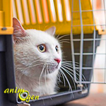 Comment faire accepter à votre chat d'être enfermé durant le transport ?