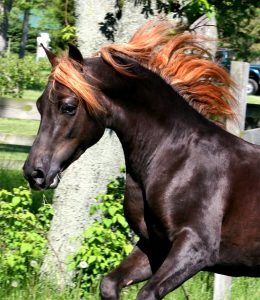 Le Morgan, un cheval né pour plaire