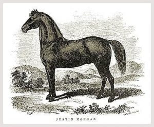 Le Morgan, un cheval né pour plaire