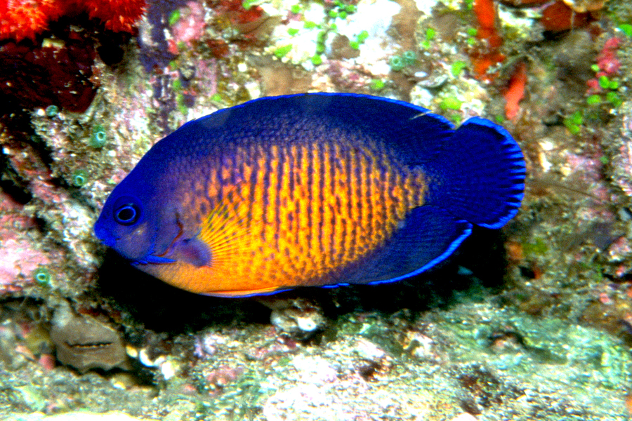 Le poisson ange sombre, ou poisson ange à deux épines (Centropyge bispinosus)