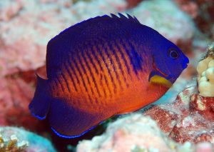 Le poisson ange sombre, ou poisson ange à deux épines (Centropyge bispinosus)