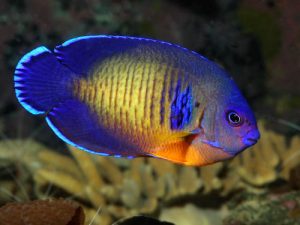 Le poisson ange sombre, ou poisson ange à deux épines (Centropyge bispinosus)