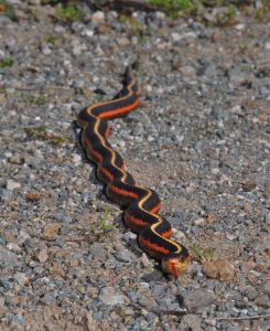 La couleuvre de l'Ouest, couleuvre jarretière des montagnes, ou Thamnophis elegans