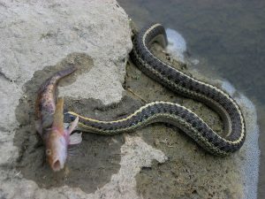 La couleuvre de l'Ouest, couleuvre jarretière des montagnes, ou Thamnophis elegans