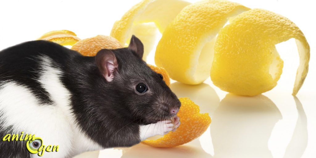 Les effets toxiques des agrumes chez les rats, légende ou réalité ?