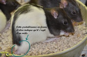 Mâle ou femelle, comment reconnaître le sexe de nos rats de compagnie ?