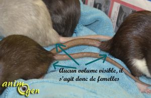 Mâle ou femelle, comment reconnaître le sexe de nos rats de compagnie ?