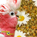 Santé : les herbes qui soignent nos perroquets (effets et limites)