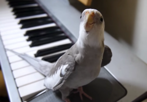 Comment savoir si un perroquet est sourd et interagir avec lui ?