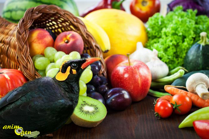 Les fruits et légumes recommandés pour les mainates