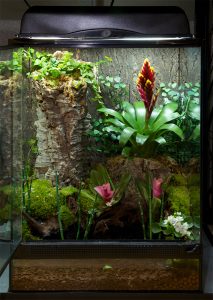 Terrarium : taille et matière, que choisir pour accueillir un lézard ?