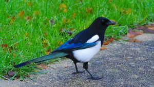 Lorsque maître Corbeau tient en son bec une canette