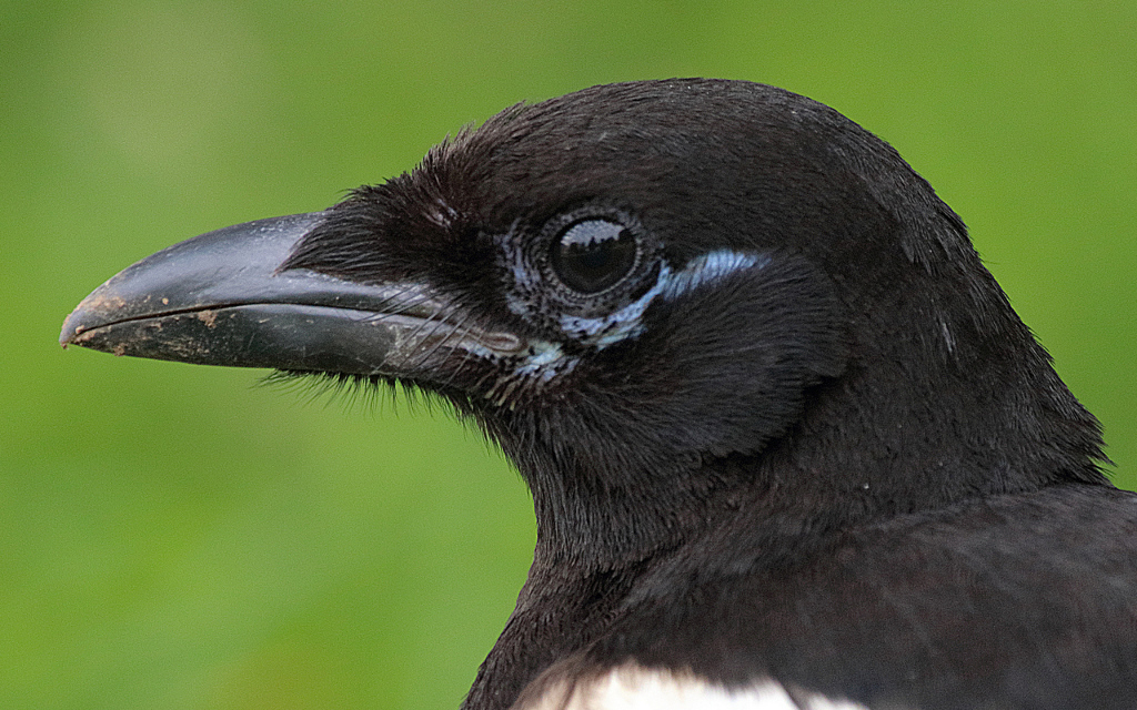 Lorsque maître Corbeau tient en son bec une canette