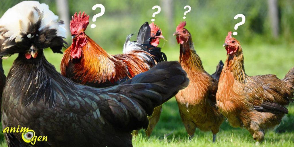 Peut-on mélanger différentes races et tailles de poules dans un poulailler ?