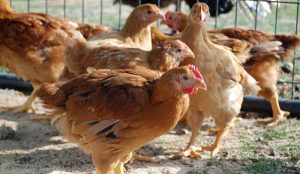 Peut-on mélanger différentes races et tailles de poules dans un poulailler ?