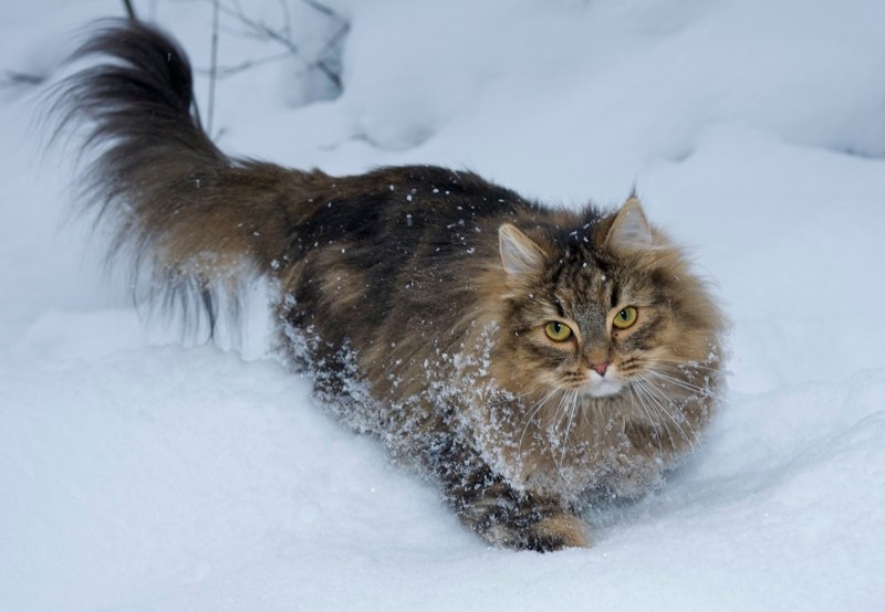 Le Skogkatt, chat des forêts norvégiennes