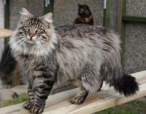 Le Skogkatt, chat des forêts norvégiennes