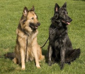 Le chien de berger hollandais, ou Berger hollandais