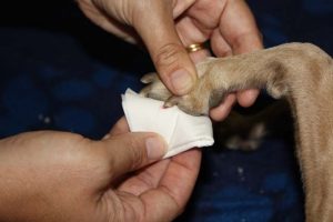 Comment couper les griffes de votre chien ?