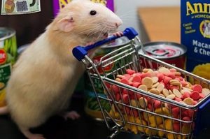 Comment prolonger l'espérance de vie de nos rats et souris de compagnie ?