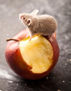 Comment prolonger l'espérance de vie de nos rats et souris de compagnie ?