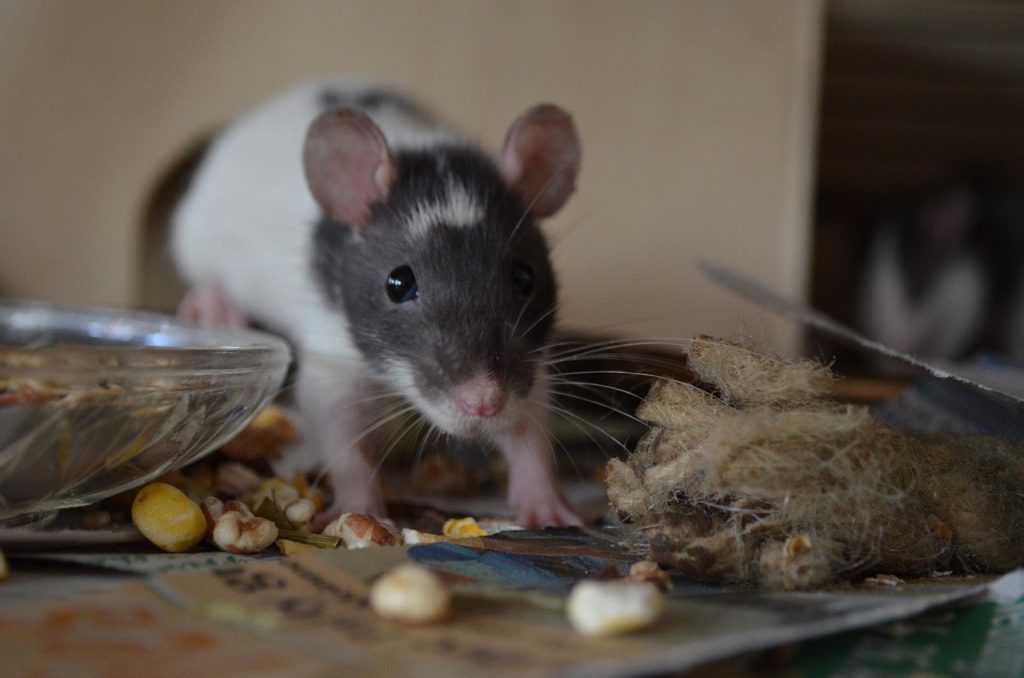 Comment prolonger l'espérance de vie de nos rats et souris de compagnie ?