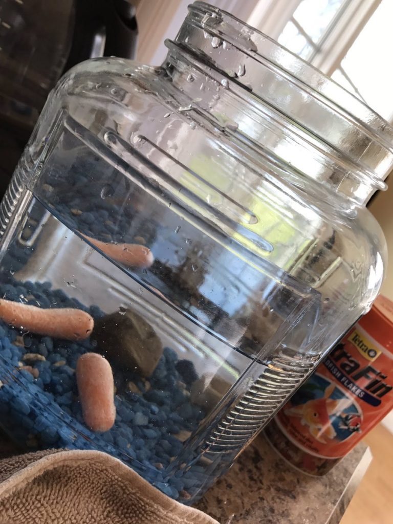 Poissons rouges ou carottes cocktail, quelle est la différence ?